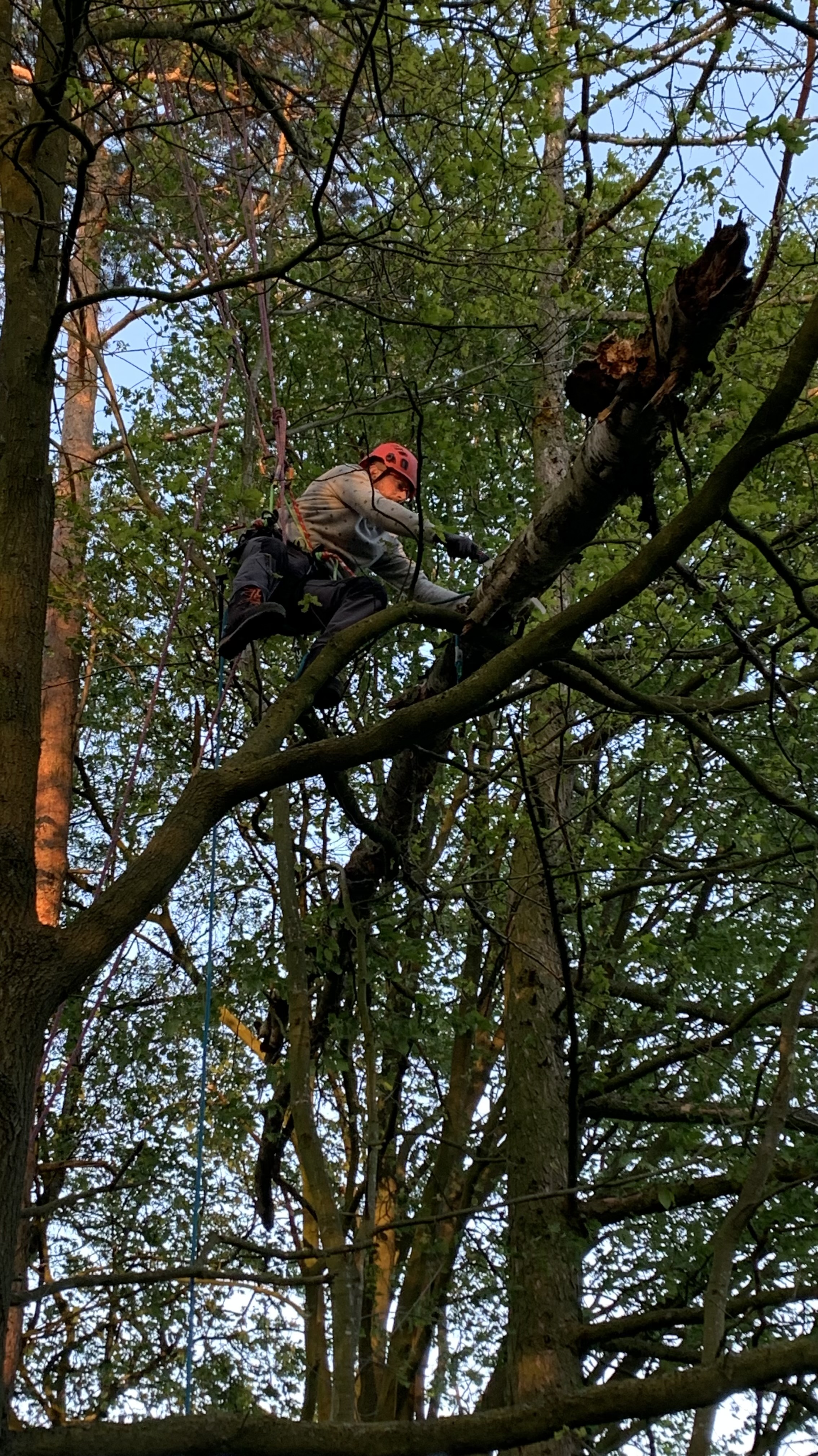 Boomverzorger werkt in de toppen van de bomen